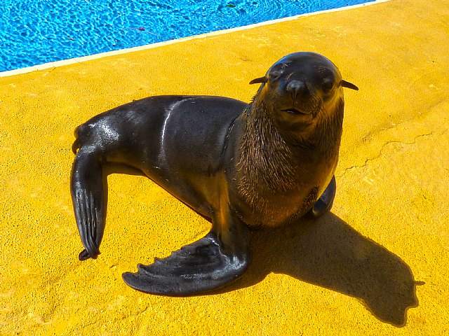Terra Natura Murcia incorpora a un oso marino al espectáculo con leones marinos