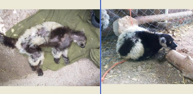 Terra Natura Murcia separa a sus lémures para evitar que se deteriore su pelaje