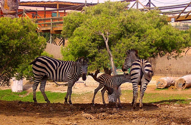 Las praderas de Terra Natura Murcia reciben el nacimiento de una nueva cría de cebra