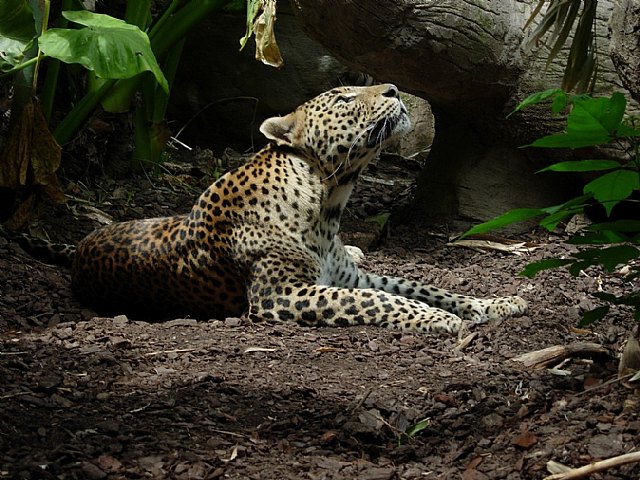 Terra Natura Murcia ha pasado a formar parte del programa europeo de conservación del leopardo