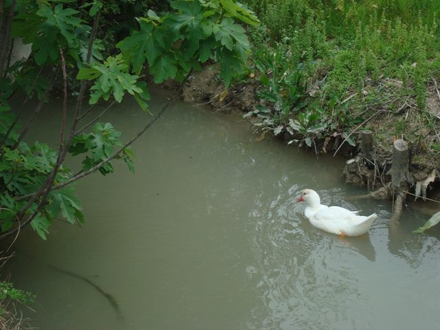 Cambiemos Murcia advierte al Ayuntamiento de un posible entubamiento en la acequia de Raal Viejo