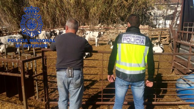 La Policía Nacional detiene a una persona por hurto de reses en explotación agrícola