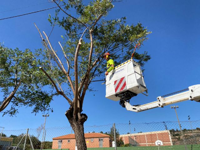 Parques y Jardines poda más de un millar de árboles de los centros deportivos del municipio