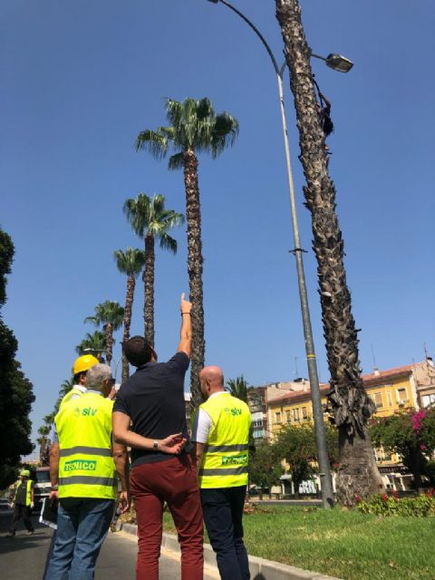 Más de 15.000 palmeras son revisadas y podadas en el municipio de Murcia para que luzcan toda su belleza