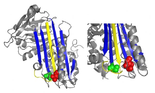 El poder de la antitrombina