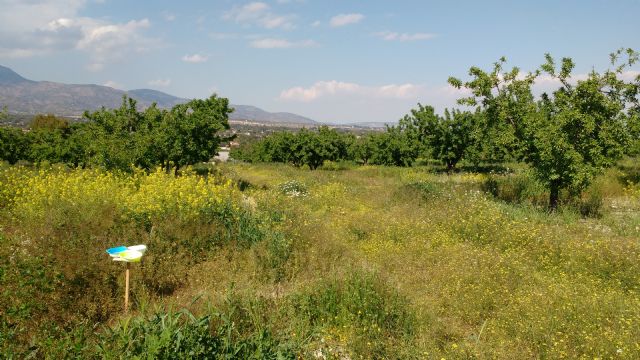 Constituyen un laboratorio 'vivo' para comprobar los beneficios de los polinizadores en los campos de almendros