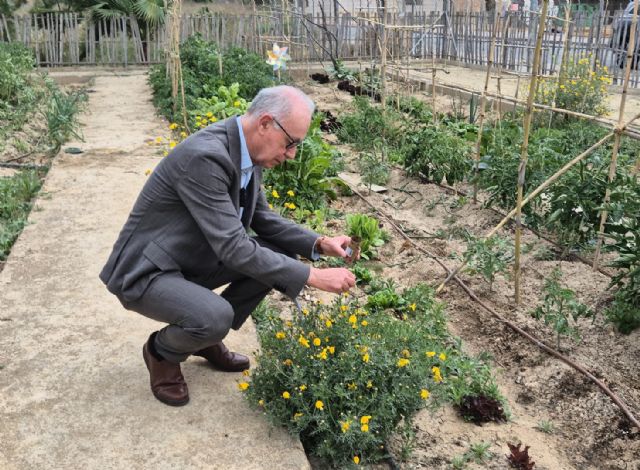 Más de 3.000 mariquitas refuerzan el control biológico de plagas en los Huertos de Ocio de Murcia