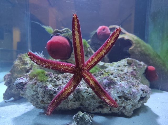 El Museo de la Ciencia y el Agua invita a descubrir el Mar Menor con nuevos acuarios y talleres sobre tortugas marinas