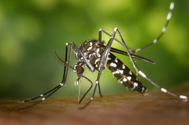 Sanidad amplía los medios para combatir la proliferación de mosquitos tras la DANA