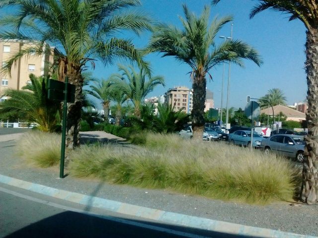 Ahora Murcia denuncia que la especie invasora 'rabo de gato' 'sigue campando a sus anchas en el municipio'