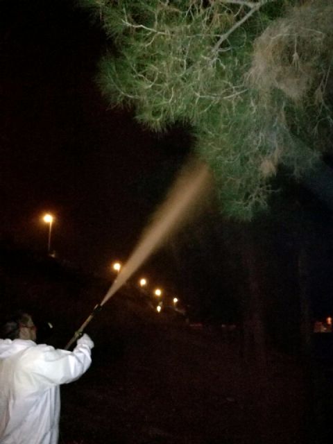 Comienza el tratamiento preventivo antiprocesionaria en más de 2.600 pinos de Murcia y pedanías