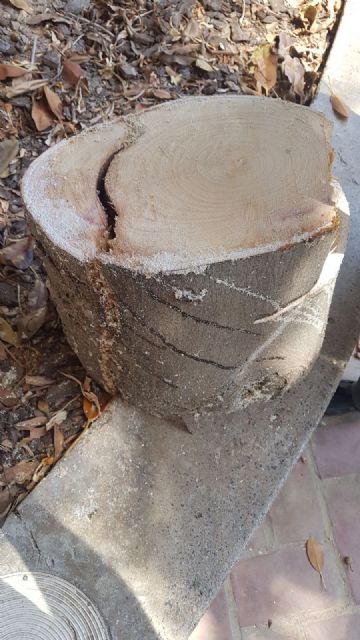 La supervisión de los árboles del Jardín de Floridablanca permite detectar una rama con riesgo de caída