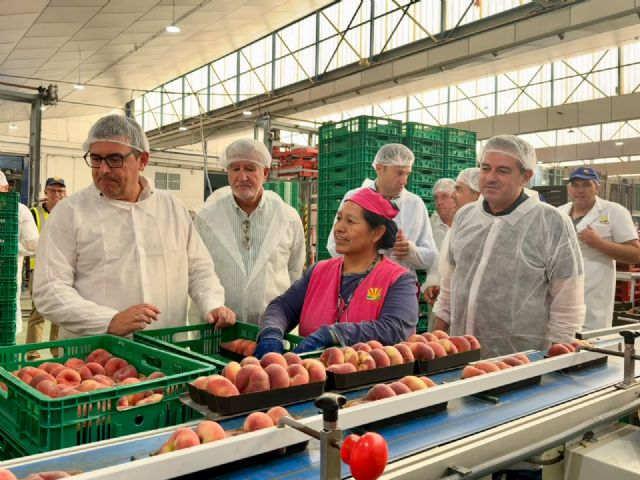 La fruta de hueso de la Región de Murcia llega a más de 50 países y alcanza un récord de 332 millones de euros en exportaciones de 2025