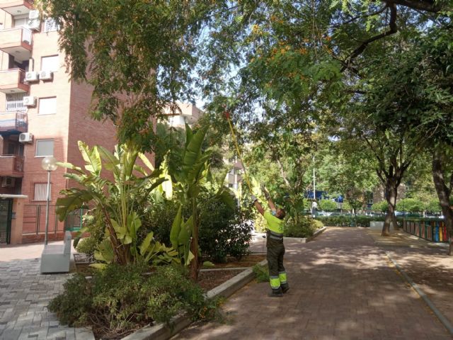 Más de 3.000 árboles son refaldeados para garantizar la seguridad de los vecinos