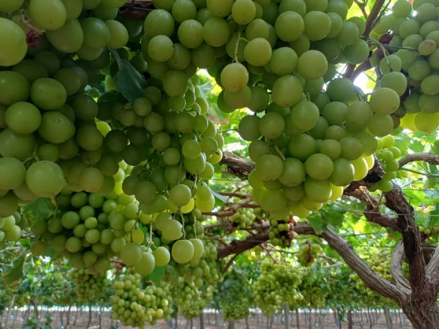 La Región de Murcia lidera la producción de uva de mesa sin semilla con el 90 por ciento del cultivo nacional