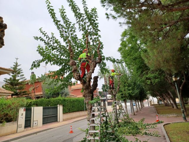 Comienza la poda de las más de 20.000 moreras que hay en el municipio de Murcia