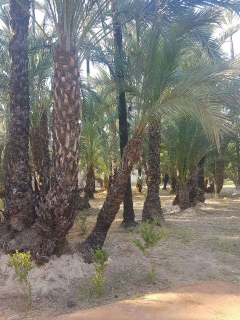 Cambiemos Murcia propone plantar nuevos ejemplares en el Palmeral de Santiago y Zaraiche