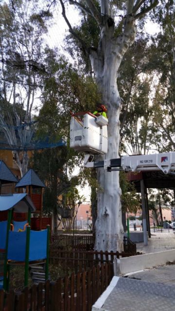 Murcia cuenta con más de 670 árboles singulares e históricos vigilados y cuidados por siete especialistas