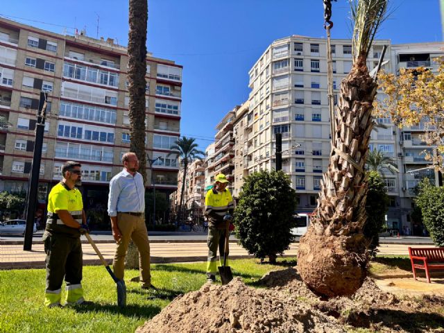 El Ayuntamiento de Murcia reduce en un 50% las palmeras afectadas por picudo rojo gracias a la labor de observación y preventiva