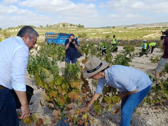 El Gobierno regional destina 11,7 millones a reforzar la competitividad del sector vitivinícola