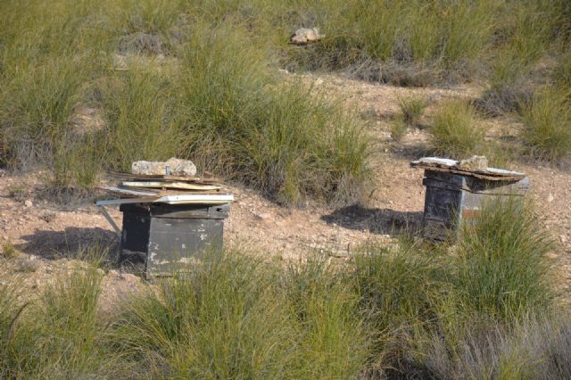 Medio Ambiente abre los montes públicos a los apicultores para favorecer la biodiversidad y la gestión sostenible del territorio