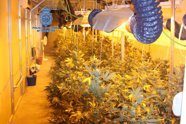 Se desmantela una plantación de marihuana en una nave ubicada en El  Palmar