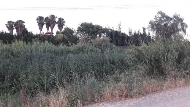 Ahora Murcia denuncia 'la proliferación masiva' de cañas y maleza en el cauce del Segura y propone la plantación de arbolado y flora autóctonos