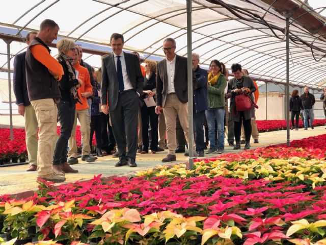 30.000 flores de pascua, cultivadas por personas con discapacidad, llevarán la Navidad a jardines de barrios y pedanías