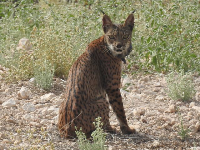 La Región fortalecerá su posición como territorio clave para la conservación del lince con la liberación de ocho ejemplares en 2026