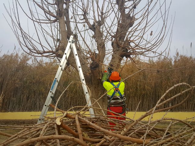 Parques y Jardines poda 1.000 árboles para garantizar la seguridad en los entornos deportivos