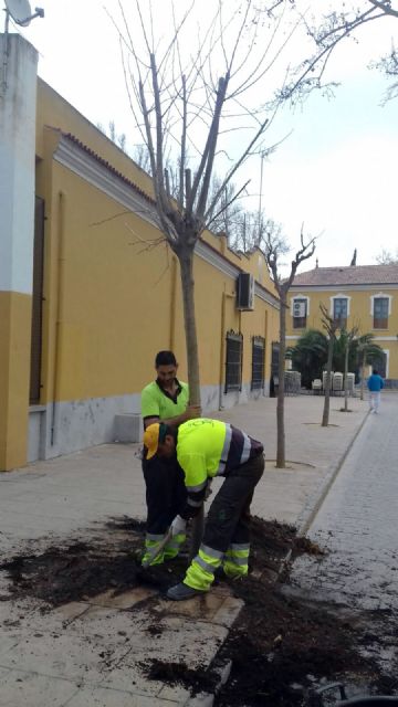 El Ayuntamiento planta, en apenas tres meses, más de 500 nuevos árboles en Murcia y pedanías