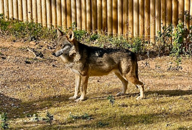 Terra Natura Murcia celebra el Día Internacional del Lobo con una actividad especial