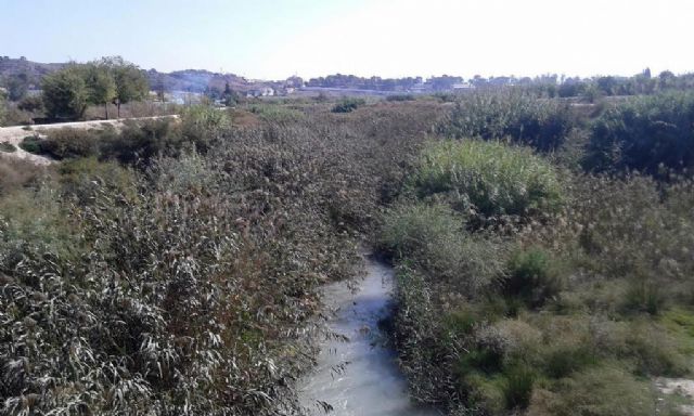 Ciudadanos reclama una limpieza urgente de los cañizos que cubren las márgenes del río Segura entre la Contraparada y Murcia