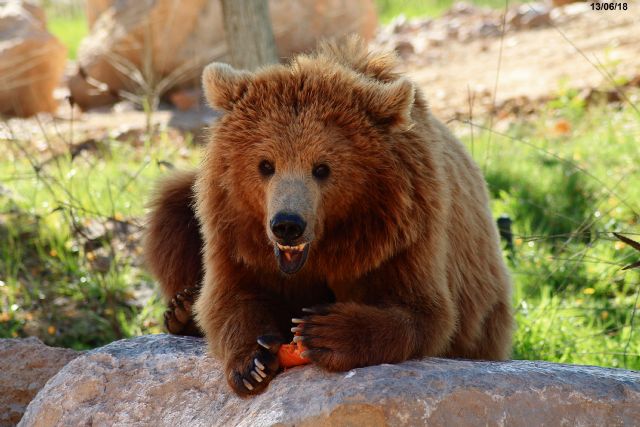 La osa más longeva de Terra Natura conmemora mañana su 30 cumpleaños