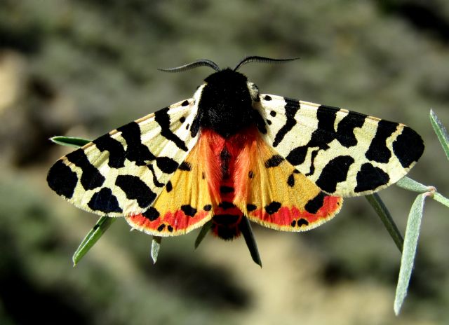 La UMU participa en la secuenciación de los primeros 1.000 genomas de mariposas y polillas de Europa