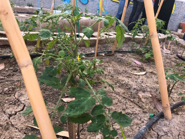 El colegio Vistabella de Murcia y el colegio Escuelas Nuevas de El Palmar consiguen el galardón de ´Escuelas Verdes´