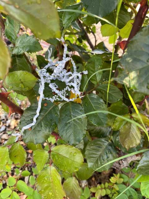 Más de 2.800 ejemplares de mariquitas para combatir por primera vez el pulgón en los Huertos de Ocio como medida de control sostenible