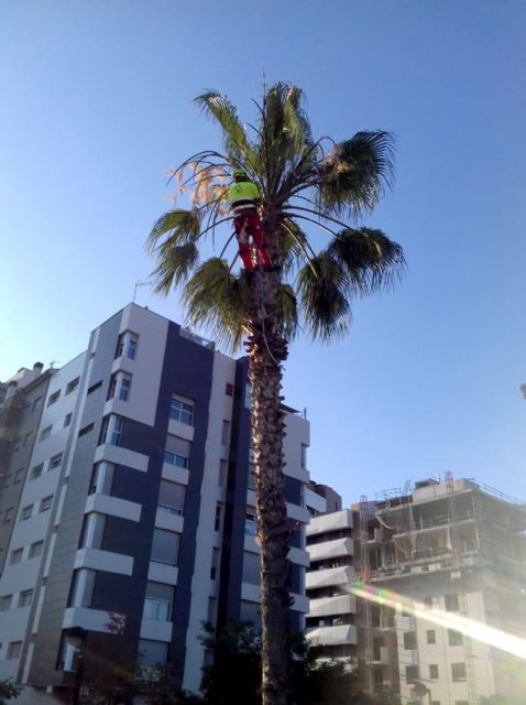 Más de 15.000 palmeras son revisadas y podadas en el municipio de Murcia para que luzcan con todo su esplendor
