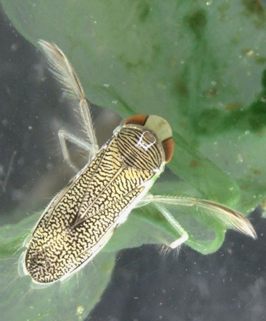 Un insecto acuático invasor en la península coexiste con las especies nativas
