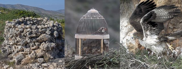 Investigadores de la UMU revelan el impacto que la caza de perdiz roja con reclamo tiene en una especie amenazada y proponen medidas para su conservación