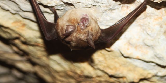 Medio Ambiente actualiza el conocimiento sobre los murciélagos en Sierra de la Pila y El Carche con técnicas avanzadas de seguimiento