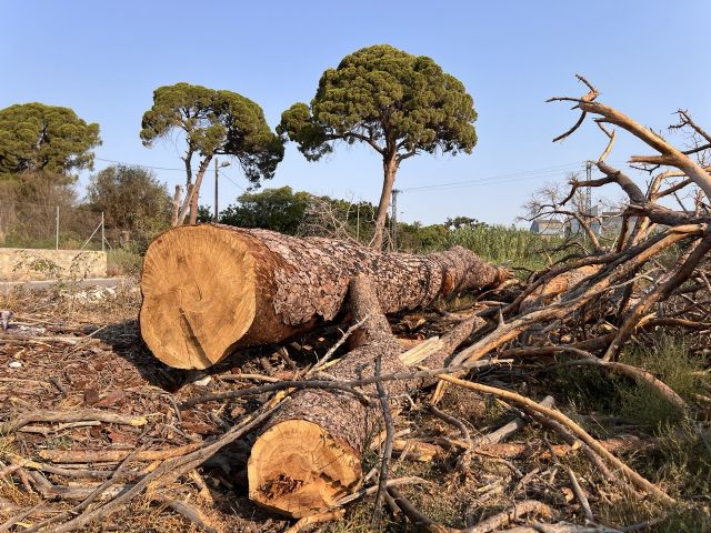 Huermur denuncia la muerte del 70% de los pinos centenarios de Churra, protegidos por ley
