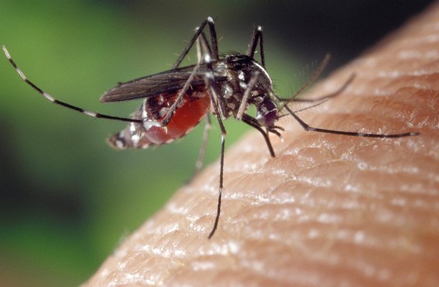 Murcia vigila de cerca a los mosquitos ante las altas temperaturas invernales