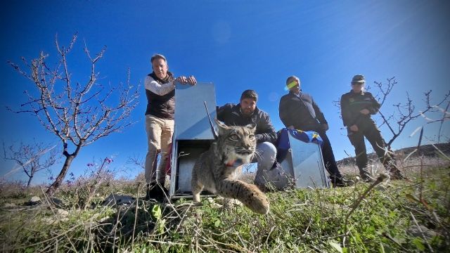 La Región da un nuevo paso en la consolidación del lince ibérico con la suelta de los dos primeros ejemplares de este a&ntilde;o