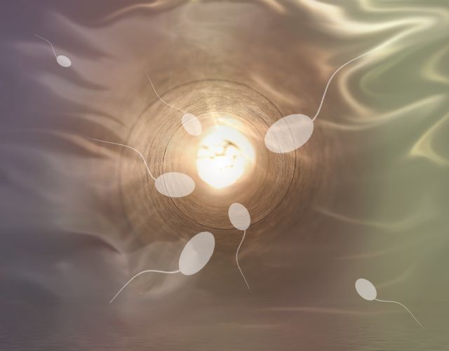 Una tesis de la UMU concluye que la distancia entre el ano y los genitales masculinos influye en la calidad del semen
