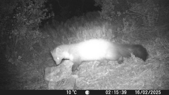Medio Ambiente concluye un estudio sobre la comunidad de mamíferos en el Parque Regional Sierra del Carche