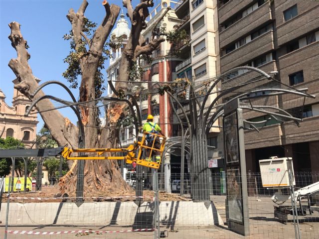 Reabierta la Plaza de Santo Domingo tras concluir los trabajos de saneamiento del ficus y garantizar la seguridad de los viandantes