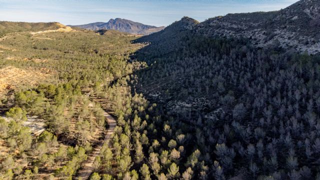 Medio Ambiente culmina los trabajos de gestión forestal sostenible en 43 hectáreas del monte público 'Rajica de Enmedio' de Jumilla