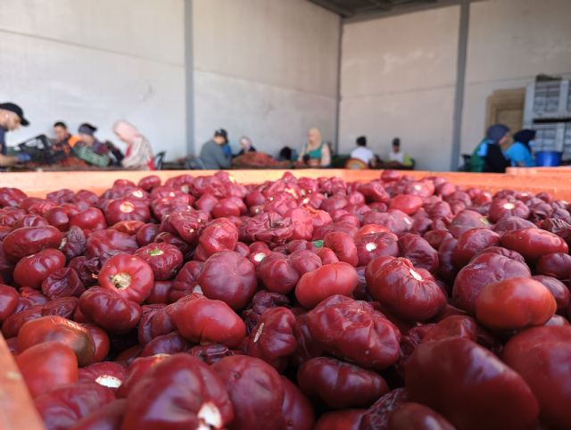 El Gobierno regional destina 400.000 euros para impulsar los Consejos Reguladores de las DOP y el Consejo de Agricultura Ecológica