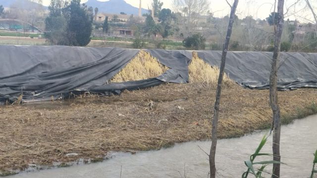 La CHS continúa las obras de recuperación del bosque de ribera del río Segura tras el paso del tren de borrascas de comienzos de a&ntilde;o